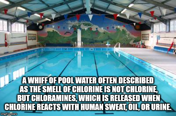 good luck swim - A Whiff Of Pool Water Often Described As The Smell Of Chlorine Is Not Chlorine, But Chloramines, Which Is Released When Chlorine Reacts With Human Sweat, Oil, Or Urine. imgflip.com