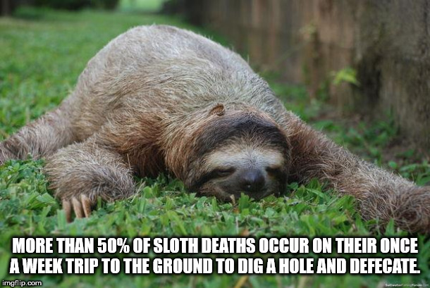 sloth sleeping - An More Than 50% Of Sloth Deaths Occur On Their Once Aweek Trip To The Ground To Dig A Hole And Defecate. imgflip.com