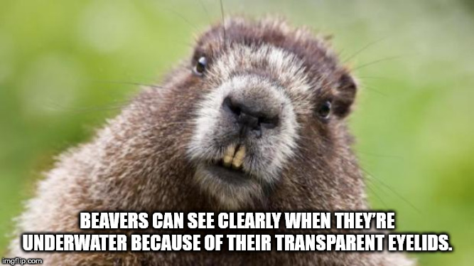 beaver animal - Beavers Can See Clearly When They'Re Underwater Because Of Their Transparent Eyelids. imgflip.com