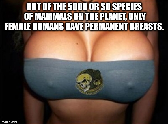 st. louis blues - Out Of The 5000 Or So Species Of Mammals On The Planet, Only Female Humans Have Permanent Breasts. imgflip.com