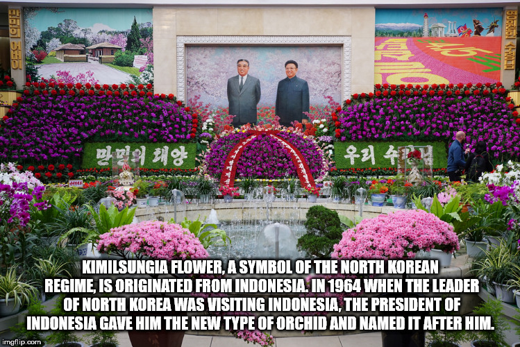 kimilsungia fflower - 1501 bas 33 ml. 21% 20 Kimilsungia Flower, A Symbol Of The North Korean Regime, Is Originated From Indonesia. In 1964 When The Leader Of North Korea Was Visiting Indonesia, The President Of Indonesia Gave Him The New Type Of Orchid A