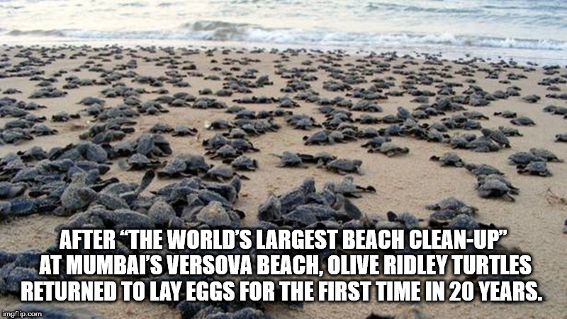 olive ridley turtles in orissa - After "The World'S Largest Beach CleanUp" At Mumbai'S Versova Beach, Olive Ridley Turtles Returned To Lay Eggs For The First Time In 20 Years. imgflip.com