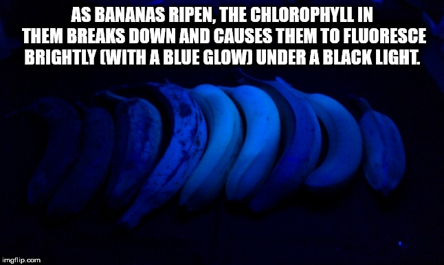 light - As Bananas Ripen. The Chlorophyllin Them Breaks Down And Causes Them To Fluoresce Brightly With A Blue Glow Under A Black Light imgflip.com