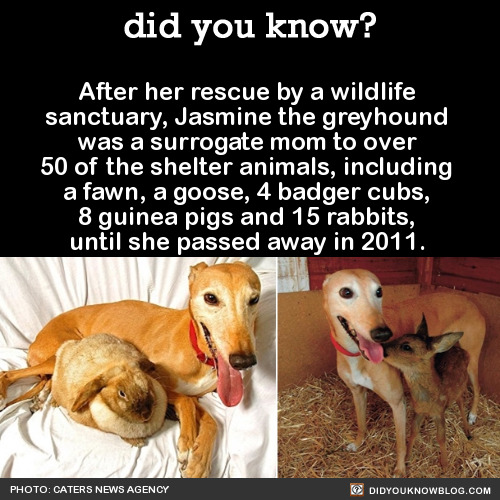 jasmine the greyhound - did you know? After her rescue by a wildlife sanctuary, Jasmine the greyhound, was a surrogate mom to over 50 of the shelter animals, including a fawn, a goose, 4 badger cubs, 8 guinea pigs and 15 rabbits, until she passed away in 