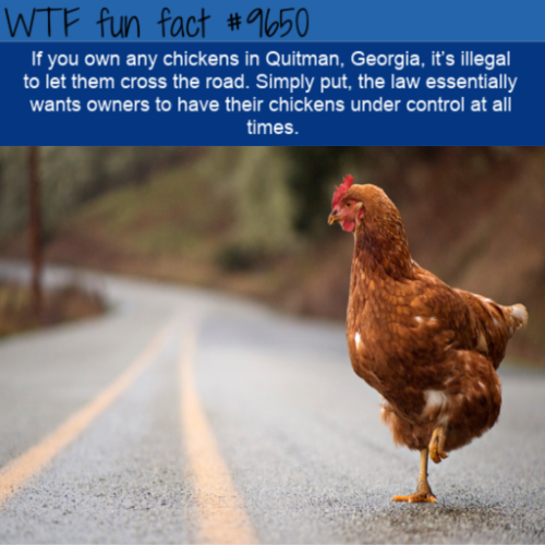 40 fun facts that are no prank