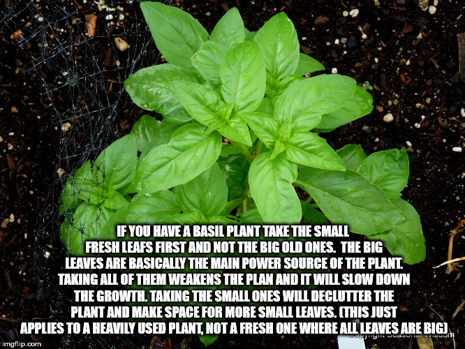 leaf - If You Have A Basil Plant Take The Small Fresh Leafs First And Not The Big Old Ones. The Big Leaves Are Basically The Main Power Source Of The Plant. Taking All Of Them Weakens The Plan And It Will Slow Down The Growth. Taking The Small Ones Will D