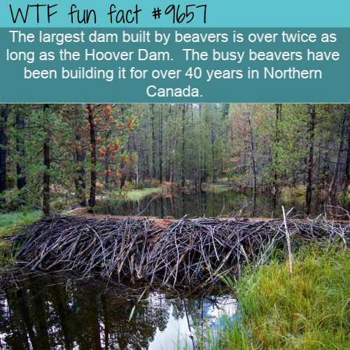 nature reserve - Wtf fun fact The largest dam built by beavers is over twice as long as the Hoover Dam. The busy beavers have been building it for over 40 years in Northern Canada.