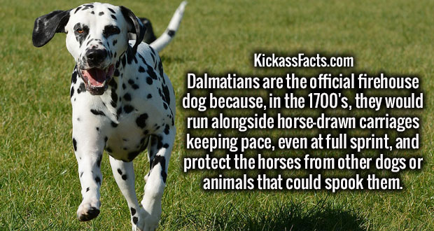 dogs run - KickassFacts.com Dalmatians are the official firehouse dog because, in the 1700's, they would run alongside horsedrawn carriages keeping pace, even at full sprint, and protect the horses from other dogs or animals that could spook them.