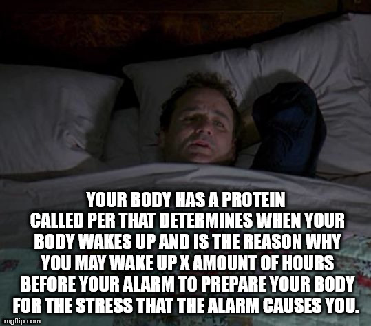 photo caption - Your Body Has A Protein Called Per That Determines When Your Body Wakes Up And Is The Reason Why You May Wake Up X Amount Of Hours Before Your Alarm To Prepare Your Body For The Stress That The Alarm Causes You. imgflip.com