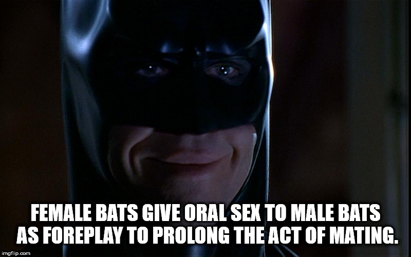 photo caption - Female Bats Give Oral Sex To Male Bats As Foreplay To Prolong The Act Of Mating. imgflip.com