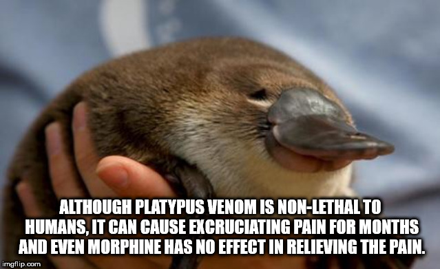 monotreme - Although Platypus Venomis NonLethal To Humans. It Can Cause Excruciating Pain For Months And Even Morphine Has No Effect In Relieving The Pain. imgflip.com