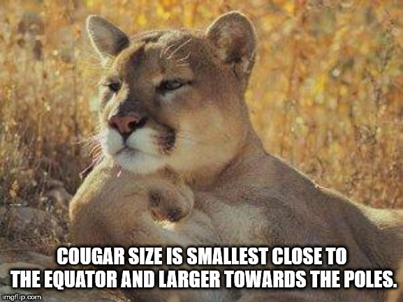 choke a cougar meme - Cougar Size Is Smallest Close To The Equator And Larger Towards The Poles. imgflip.com