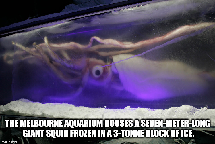 giant squid in aquarium - The Melbourne Aquarium Houses A SevenMeterLong Giant Squid Frozen In A 3Tonne Block Of Ice. imgflip.com