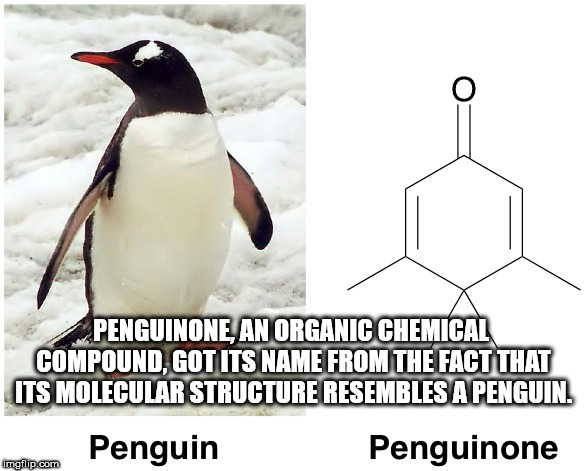 penguin facts for kids - Penguinone An Organic Chemical Compound, Got Its Name From The Fact That Jits Molecular Structure Resembles A Penguin Penguin Penguinone imgfilip.com