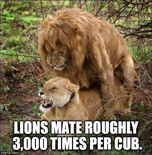 sex meme template - Lions Mate Roughly 3,000 Times Per Cub. imgflip.com