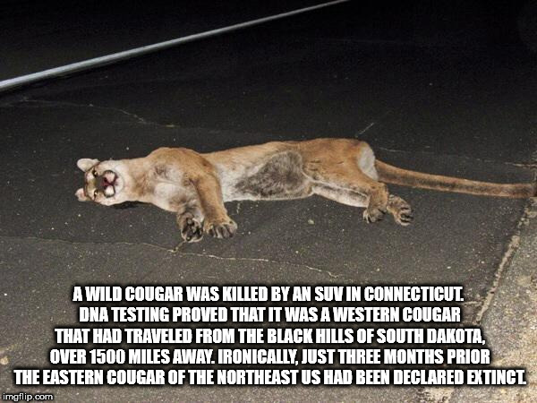 photo caption - Awild Cougar Was Killed By An Suv In Connecticut Dna Testing Proved That It Was A Western Cougar That Had Traveled From The Black Hills Of South Dakota, Over 1500 Miles Away Ironically. Just Three Months Prior The Eastern Cougar Of The Nor