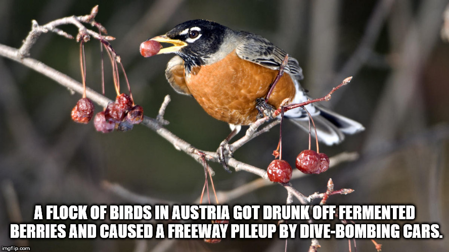beak - A Flock Of Birds In Austria Got Drunk Off Fermented Berries And Caused A Freeway Pileup By DiveBombing Cars. imgflip.com