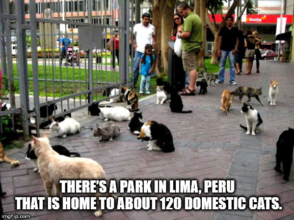 Seot There'S A Park In Lima, Peru That Is Home To About 120 Domestic Cats. imgflip.com