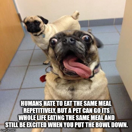 no i haven t seen your pills meme - Humans Hate To Eat The Same Meal Repetitively, But A Pet Can Go Its Whole Life Eating The Same Mealand Still Be Excited When You Put The Bowl Down. imgflip.com