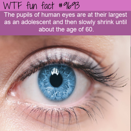 eyes are the window to the soul - Wtf fun fact The pupils of human eyes are at their largest as an adolescent and then slowly shrink until about the age of 60.