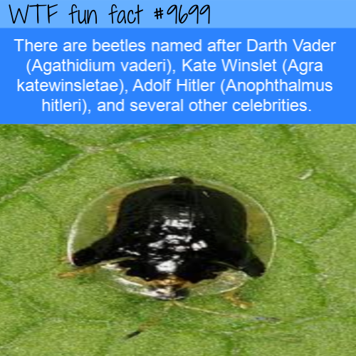 beetle - Wtf fun fact There are beetles named after Darth Vader Agathidium vaderi, Kate Winslet Agra katewinsletae, Adolf Hitler Anophthalmus hitleri, and several other celebrities.