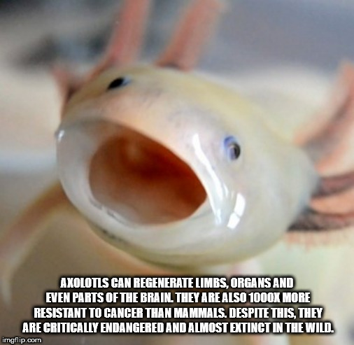fish - Axolotls Can Regenerate Limbs, Organs And Even Parts Of The Brain. They Are Also 1000% More Resistant To Cancer Than Mammals. Despite This, They Are Critically Endangered And Almost Extinct In The Wild. imgflip.com