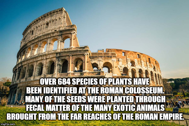 colosseum - W . Over 684 Species Of Plants Have Been Identified At The Roman Colosseum. Many Of The Seeds Were Planted Through Fecal Matter Of The Many Exotic Animals Brought From The Far Reaches Of The Roman Empire. imgflip.com