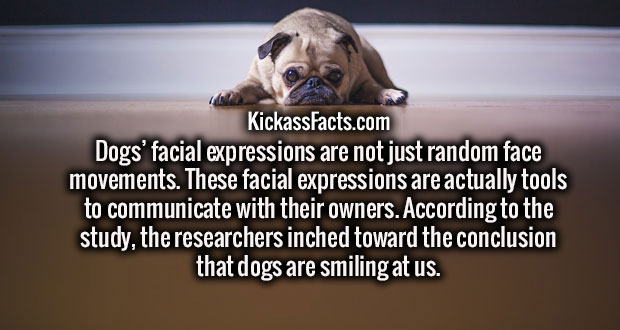 photo caption - KickassFacts.com Dogs' facial expressions are not just random face movements. These facial expressions are actually tools to communicate with their owners. According to the study, the researchers inched toward the conclusion that dogs are 