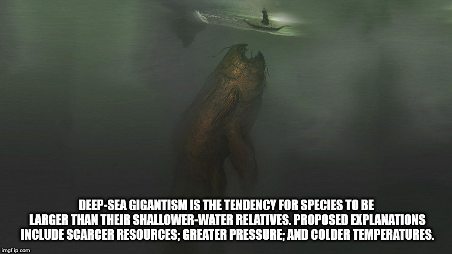 marine mammal - DeepSea Gigantism Is The Tendency For Species To Be Larger Than Their ShallowerWater Relatives. Proposed Explanations Include Scarcer Resources Greater Pressure And Colder Temperatures. imgflip.com