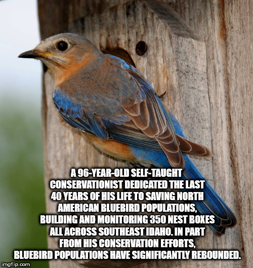 bluebird - A 96YearOld SelfTaught Conservationist Dedicated The Last 40 Years Of His Life To Saving North American Bluebird Populations Building And Monitoring 350 Nest Boxes All Across Southeast Idaho. In Part From His Conservation Efforts, Bluebird Popu