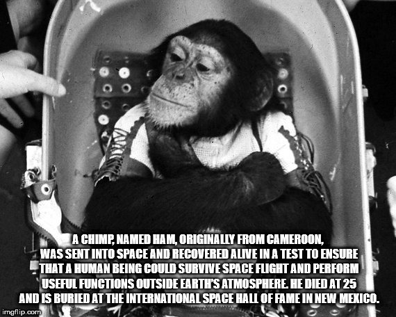 first monkey in space - O A Chimp, Named Ham, Originally From Cameroon, Was Sent Into Space And Recovered Alive In A Test To Ensure That A Human Being Could Survive Space Flight And Perform Useful Functions Outside Earth'S Atmosphere. He Died At 25 And Is