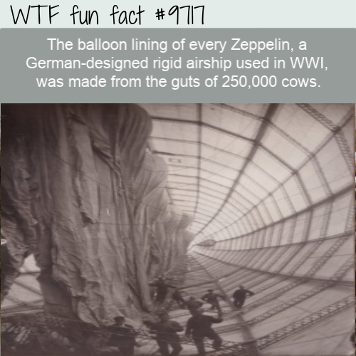 monochrome photography - Wtf fun fact The balloon lining of every Zeppelin, a Germandesigned rigid airship used in Wwi, was made from the guts of 250,000 cows.