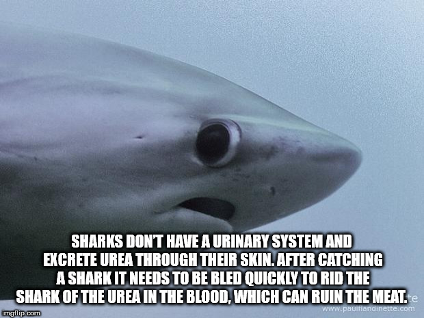 great white shark - Sharks Don'T Have A Urinary System And Excrete Urea Through Their Skin. After Catching A Shark It Needs To Be Bled Quickly To Rid The Shark Of The Urea In The Blood, Which Can Ruin The Meat. imgflip.com