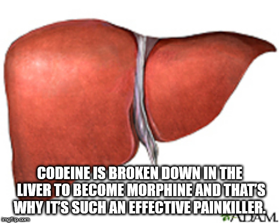 stomach - Codeine Is Broken Down In The Liver To Become Morphine And Thats Why It'S Such An Effective Painkiller. imgflip.com Auum