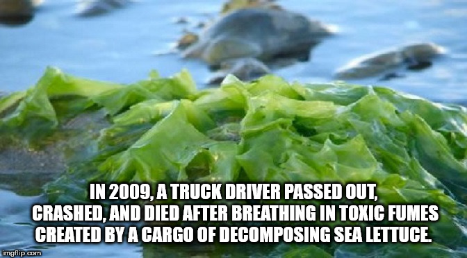 seaweed - In 2009, A Truck Driver Passed Out, Crashed, And Died After Breathing In Toxic Fumes Created By A Cargo Of Decomposing Sea Lettuce imgflip.com