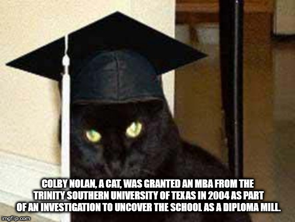 black cat - Colby Nolan, A Cat Was Granted An Mba From The Trinity Southern University Of Texas In 2004 As Part Of An Investigation To Uncover The School As A Diploma Mill. imgflip.com