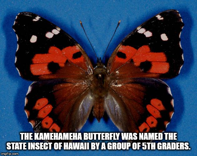 lycaenid - The Kamehameha Butterfly Was Named The State Insect Of Hawati By A Group Of 5TH Graders. imgflip.com