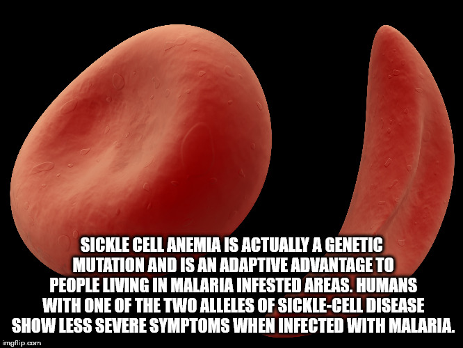 mouth - Sickle Cell Anemia Is Actually A Genetic Mutation And Is An Adaptive Advantage To People Living In Malaria Infested Areas. Humans With One Of The Two Alleles Of SickleCell Disease Show Less Severe Symptoms When Infected With Malaria. imgflip.com