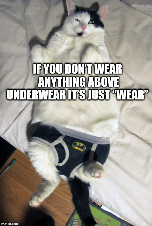 Shower Thoughts - cat in underwear - If You Don'T Wear Anything Above Underwear Its Just 'Wear imgflip.com