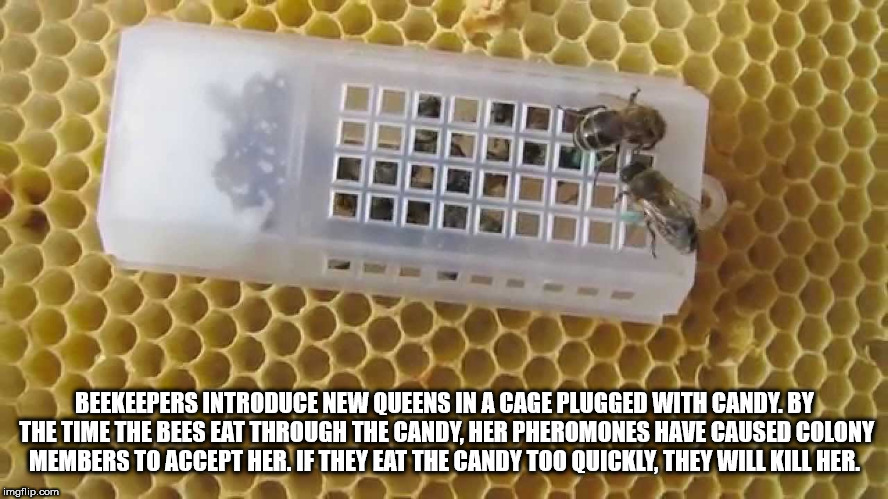 honey bee - Beekeepers Introduce New Queens In A Cage Plugged With Candy.By The Time The Bees Eat Through The Candy. Her Pheromones Have Caused Colony Members To Accept Her. If They Eat The Candy Too Quickly, They Will Kill Her. imgflip.com
