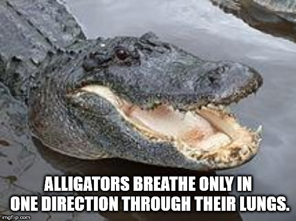 walter f george lake alligators - Alligators Breathe Only In One Direction Through Their Lungs. imgflip.com