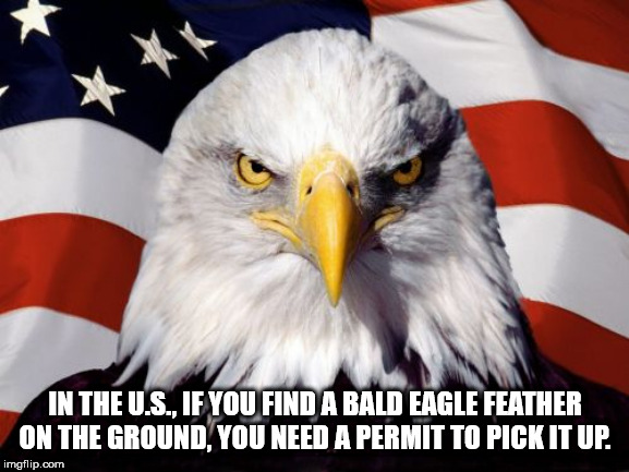 angry american eagle - In The U.S., If You Find A Bald Eagle Feather On The Ground. You Need A Permit To Pick It Up. imgflip.com