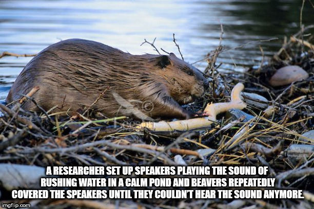 beaver - A Researcher Set Up Speakers Playing The Sound Of Rushing Water In A Calm Pond And Beavers Repeatedlys Covered The Speakers Until They Couldn'T Hear The Sound Anymore. imgflip.com