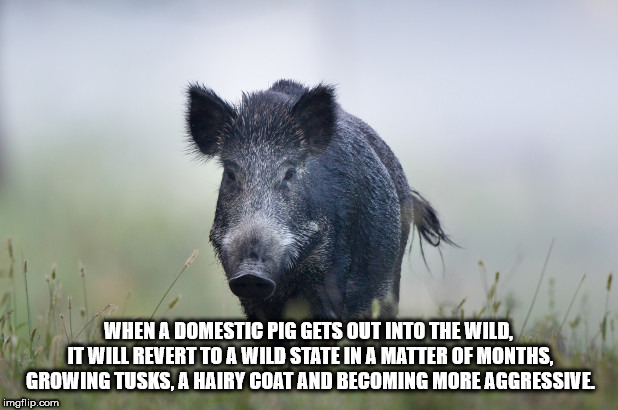 enemy clothing - When A Domestic Pig Gets Out Into The Wild. It Will Revert To A Wild State In A Matter Of Months Growing Tusks. A Hairy Coat And Becoming More Aggressive imgflip.com