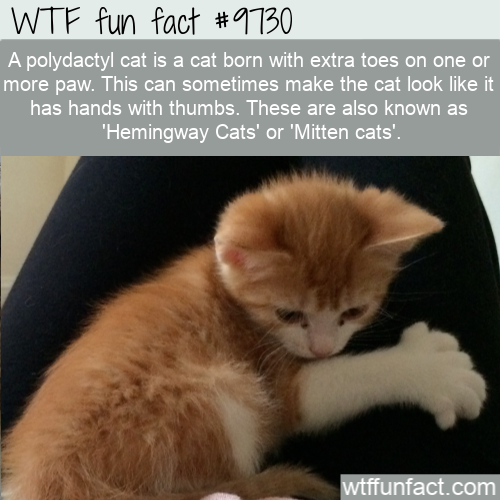 maine coon cat paws - Wtf fun fact A polydactyl cat is a cat born with extra toes on one or more paw. This can sometimes make the cat look it has hands with thumbs. These are also known as "Hemingway Cats' or 'Mitten cats'. wtffunfact.com