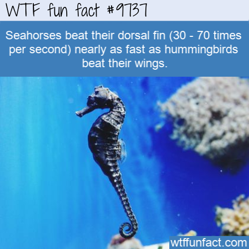 wtf facts about seahorses - Wtf fun fact Seahorses beat their dorsal fin 30 70 times per second nearly as fast as hummingbirds beat their wings. wtffunfact.com