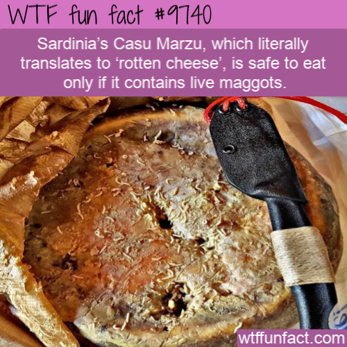 Casu marzu - Wtf fun fact Sardinia's Casu Marzu, which literally translates to 'rotten cheese', is safe to eat only if it contains live maggots. wtffunfact.com