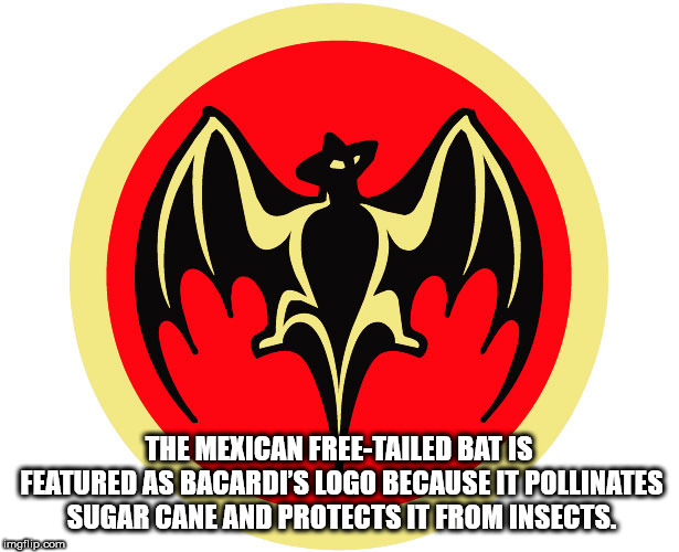 bacardi logo - The Mexican FreeTailed Batis Featured As Bacardi'S Logo Because It Pollinates Sugar Cane And Protects It From Insects. imgflip.com