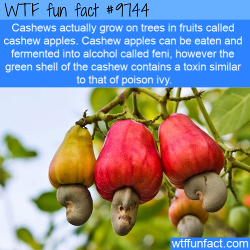 cashews grow - Wtf fun fact Cashews actually grow on trees in fruits called cashew apples. Cashew apples can be eaten and fermented into alcohol called feni, however the green shell of the cashew contains a toxin similar to that of poison ivy. wtffunfact.