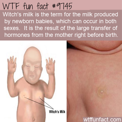 witch's milk babies - Wtf fun fact Witch's milk is the term for the milk produced by newborn babies, which can occur in both sexes. It is the result of the large transfer of hormones from the mother right before birth. Witch's Milk wtffunfact.com